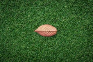 An autumn leaf on an artificial lawn
